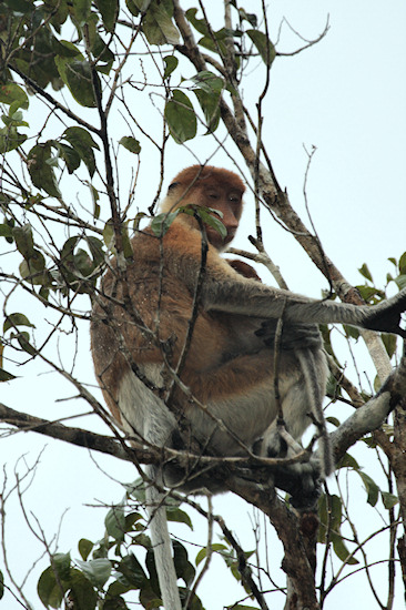 ProboscisMonkey_Sukau_0254 (236)_m.jpg